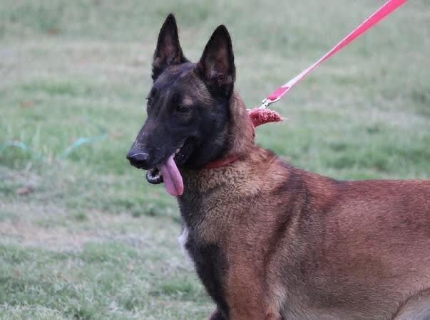 DogsIndia.com - Belgian Malinois - Akshay Dagar