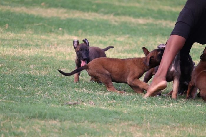 DogsIndia.com - Belgian Malinois - Akshay Dagar