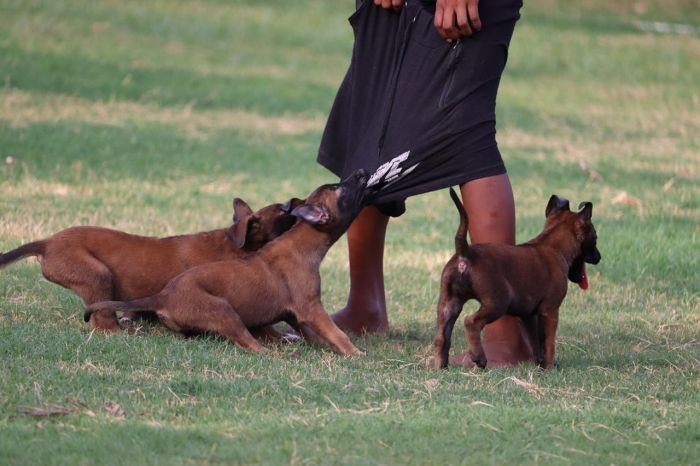 DogsIndia.com - Belgian Malinois - Akshay Dagar