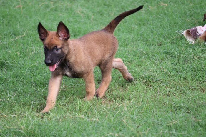 DogsIndia.com - Belgian Malinois - Akshay Dagar
