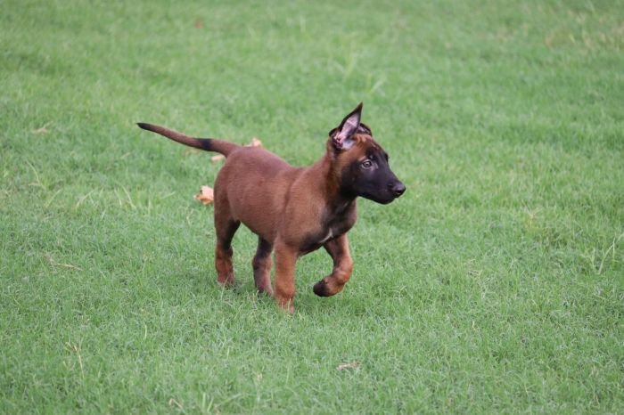 DogsIndia.com - Belgian Malinois - Akshay Dagar