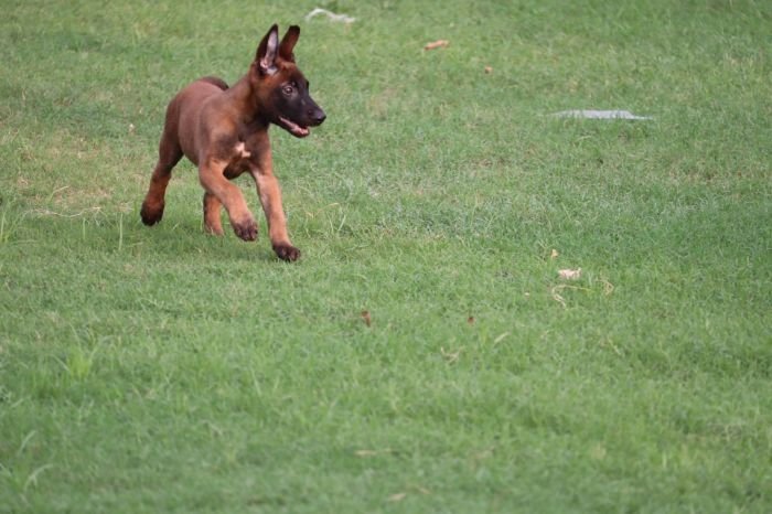 DogsIndia.com - Belgian Malinois - Akshay Dagar