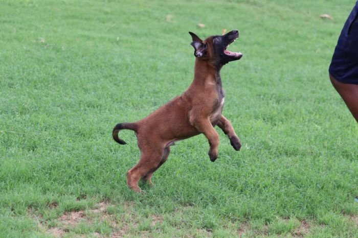 DogsIndia.com - Belgian Malinois - Akshay Dagar