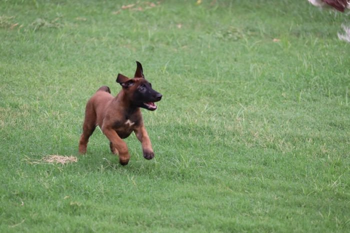 DogsIndia.com - Belgian Malinois - Akshay Dagar