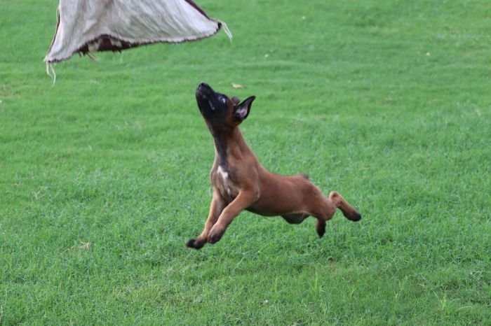 DogsIndia.com - Belgian Malinois - Akshay Dagar