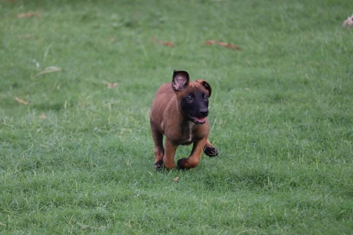 DogsIndia.com - Belgian Malinois - Akshay Dagar