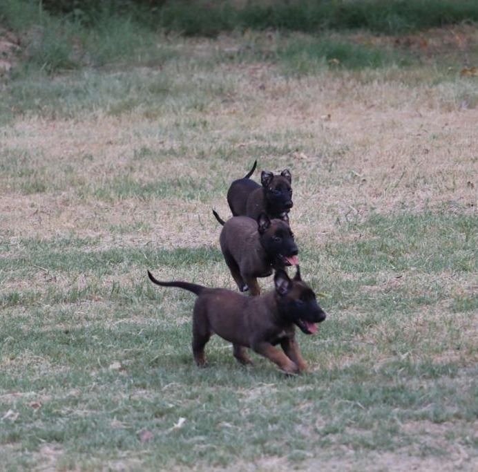DogsIndia.com - Belgian Malinois - Akshay Dagar