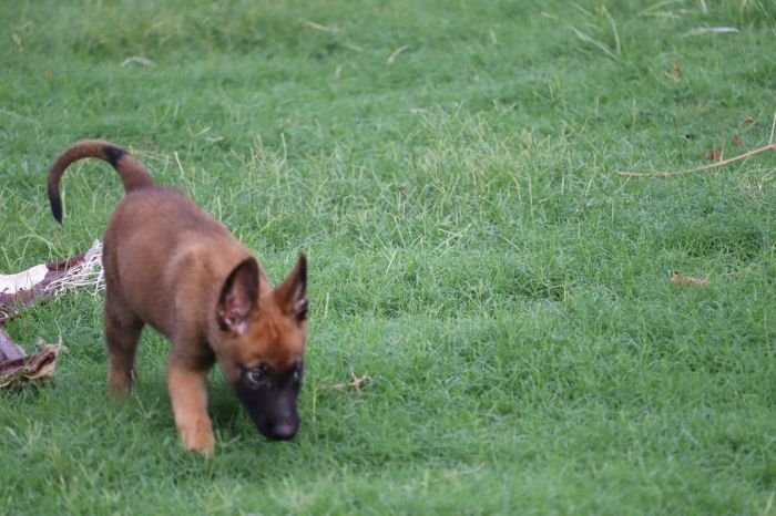 DogsIndia.com - Belgian Malinois - Akshay Dagar