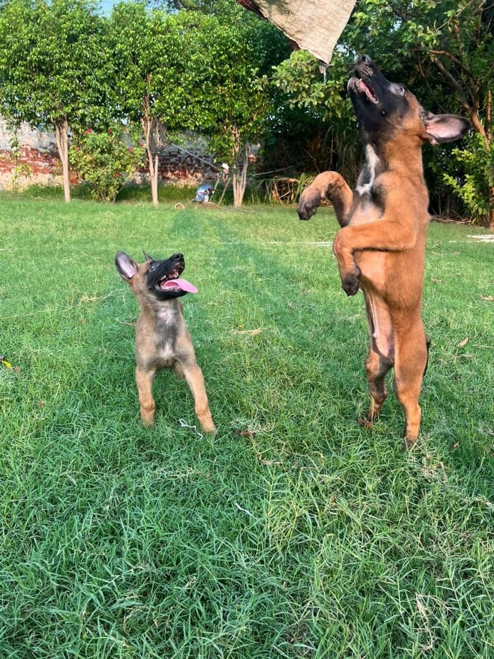 DogsIndia.com - Belgian Malinois - Akshay Dagar
