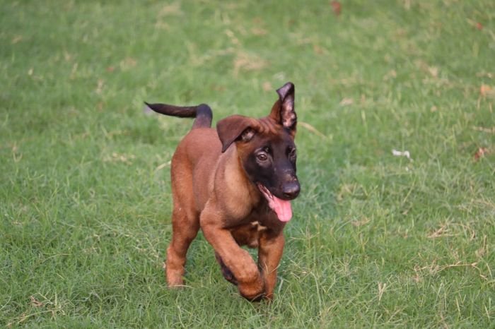 DogsIndia.com - Belgian Malinois - Akshay Dagar
