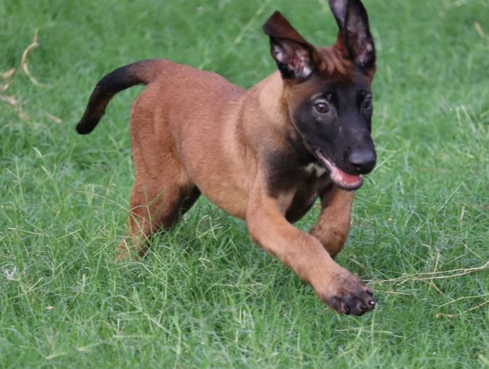 DogsIndia.com - Belgian Malinois - Akshay Dagar