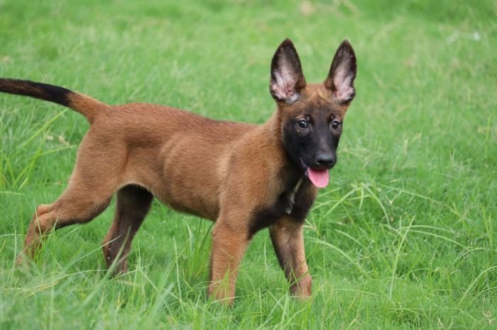 DogsIndia.com - Belgian Malinois - Akshay Dagar