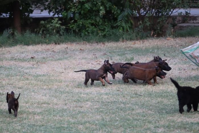 DogsIndia.com - Belgian Malinois - Akshay Dagar