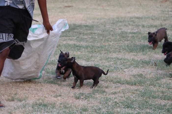 DogsIndia.com - Belgian Malinois - Akshay Dagar
