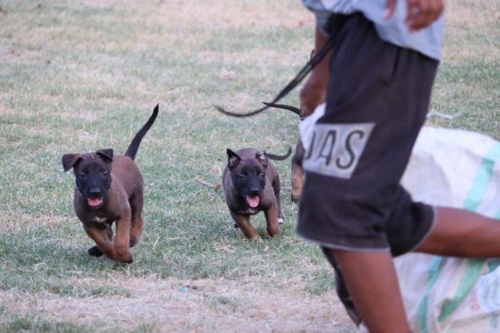 DogsIndia.com - Belgian Malinois - Akshay Dagar