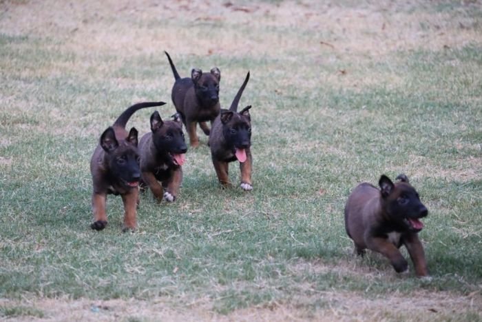 DogsIndia.com - Belgian Malinois - Akshay Dagar