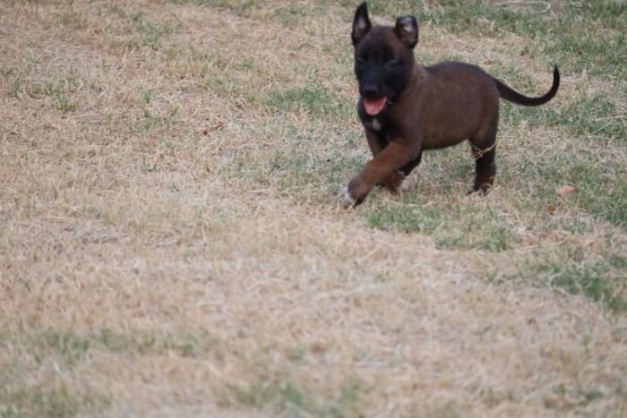 DogsIndia.com - Belgian Malinois - Akshay Dagar