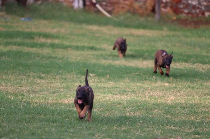 DogsIndia.com - Belgian Malinois - Akshay Dagar