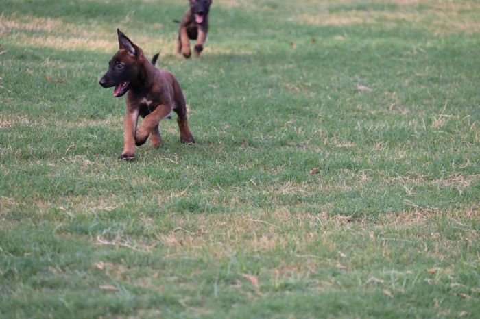 DogsIndia.com - Belgian Malinois - Akshay Dagar