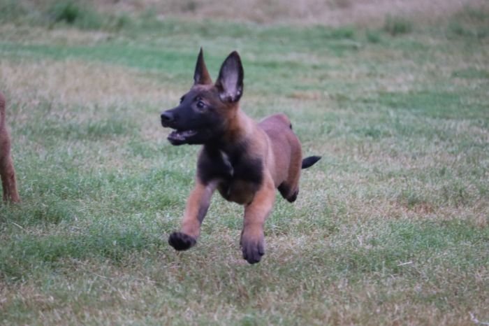 DogsIndia.com - Belgian Malinois - Akshay Dagar
