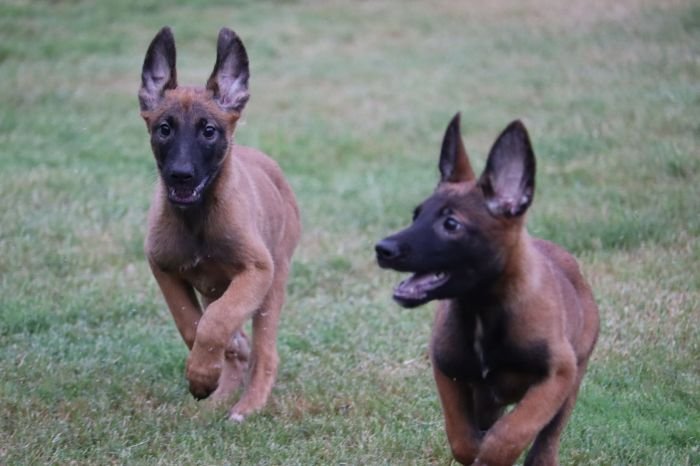 DogsIndia.com - Belgian Malinois - Akshay Dagar
