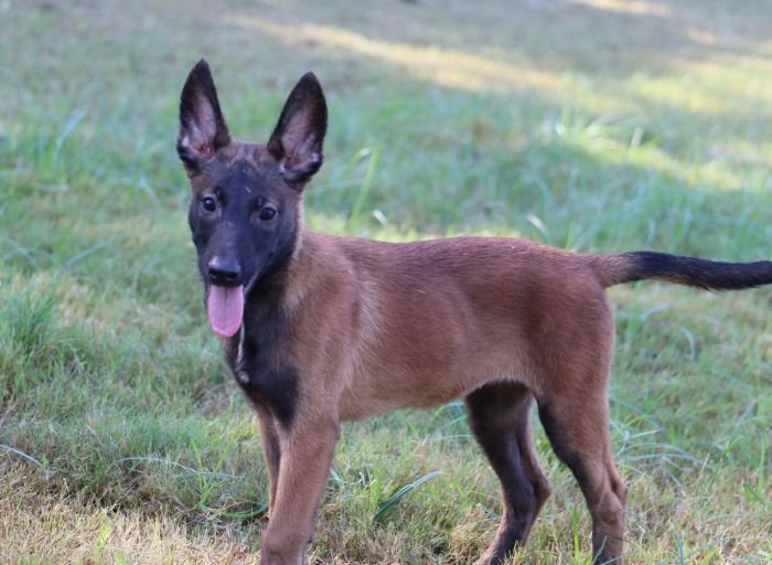 DogsIndia.com - Belgian Malinois - Akshay Dagar