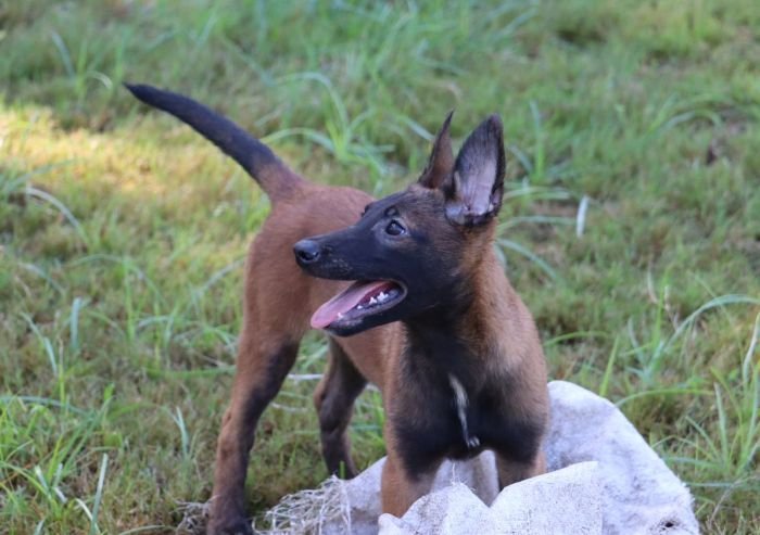 DogsIndia.com - Belgian Malinois - Akshay Dagar
