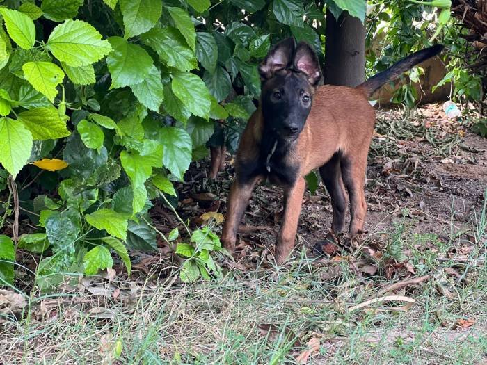 DogsIndia.com - Belgian Malinois - Akshay Dagar