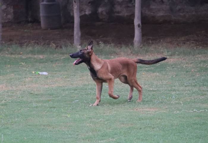 DogsIndia.com - Belgian Malinois - Akshay Dagar