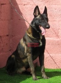 DogsIndia.com - Belgian Malinois - Antony