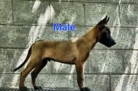 DogsIndia.com Belgian Malinois Crossfield's Kennel