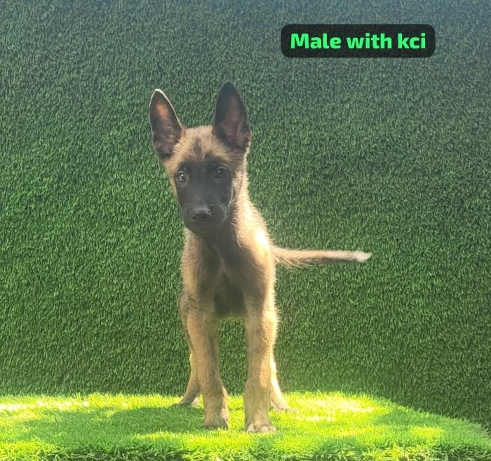 DogsIndia.com  Belgian Malinois  Crossfield's Kennel
