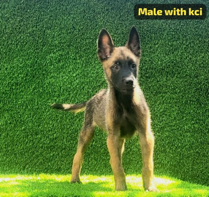 DogsIndia.com  Belgian Malinois  Crossfield's Kennel