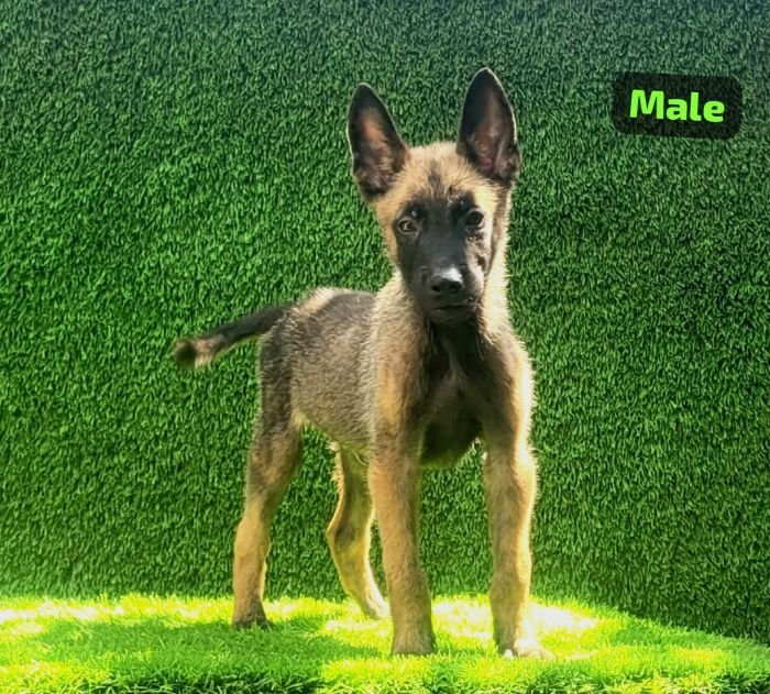 DogsIndia.com  Belgian Malinois  Crossfield's Kennel