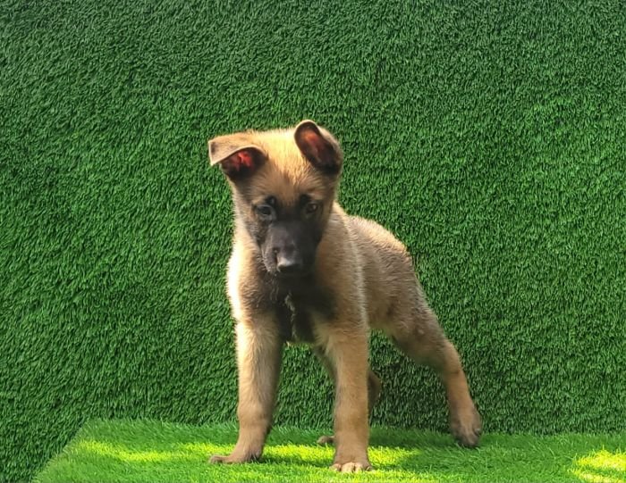 DogsIndia.com  Belgian Malinois  Crossfield's Kennel