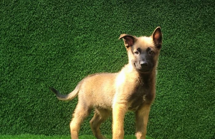 DogsIndia.com  Belgian Malinois  Crossfield's Kennel