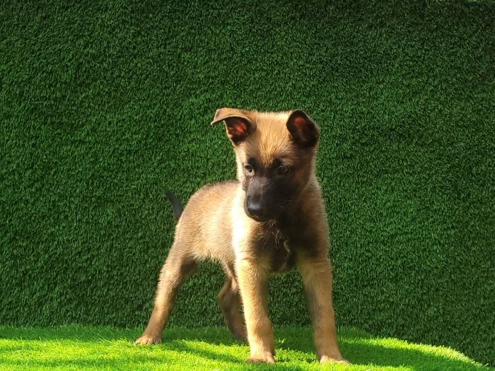DogsIndia.com  Belgian Malinois  Crossfield's Kennel