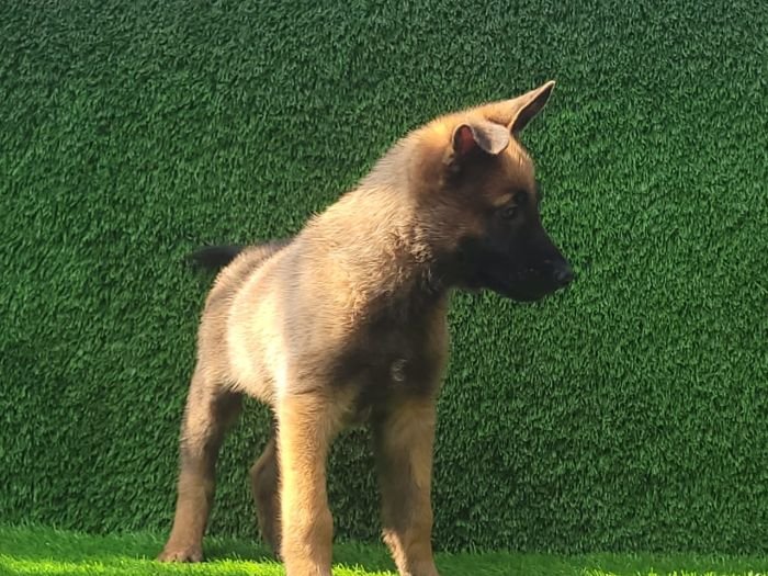 DogsIndia.com  Belgian Malinois  Crossfield's Kennel
