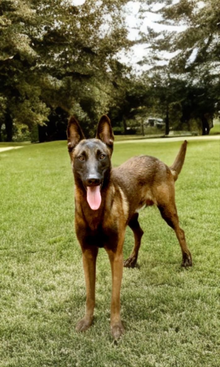DogsIndia.com  Belgian Malinois  Crossfield's Kennel
