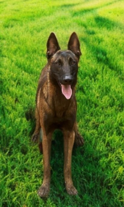 DogsIndia.com  Belgian Malinois  Crossfield's Kennel