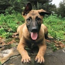 DogsIndia.com  Belgian Malinois  Crossfield's Kennel
