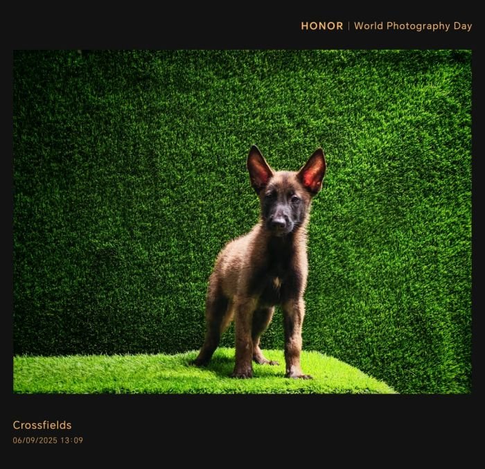 DogsIndia.com  Belgian Malinois  Crossfield's Kennel