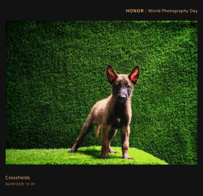 DogsIndia.com  Belgian Malinois  Crossfield's Kennel