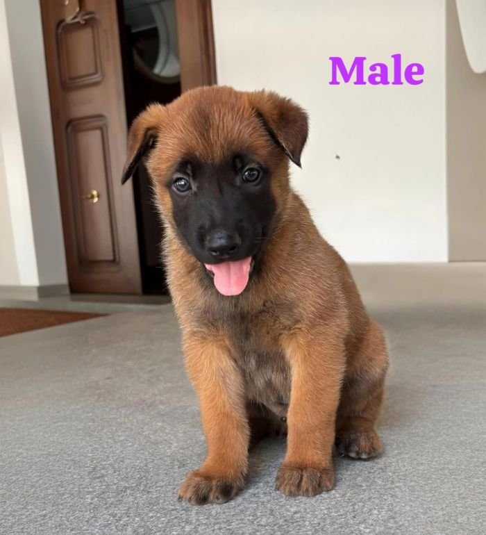 DogsIndia.com  Belgian Malinois  Crossfield's Kennel