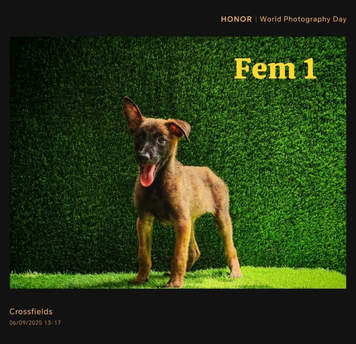 DogsIndia.com  Belgian Malinois  Crossfield's Kennel