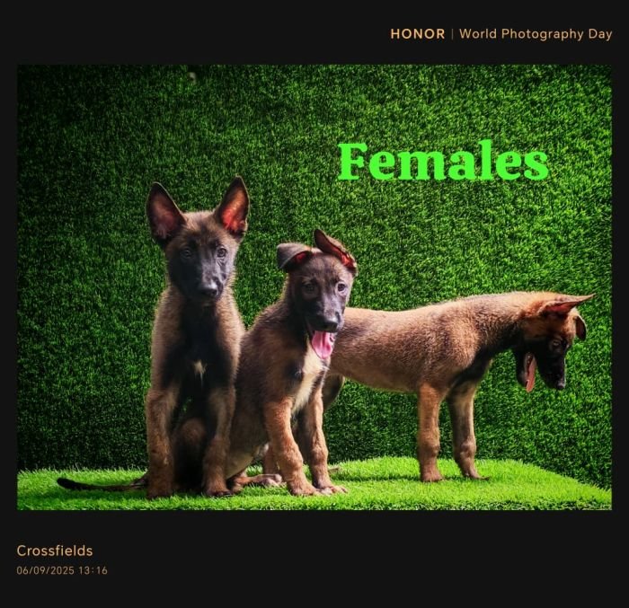 DogsIndia.com  Belgian Malinois  Crossfield's Kennel