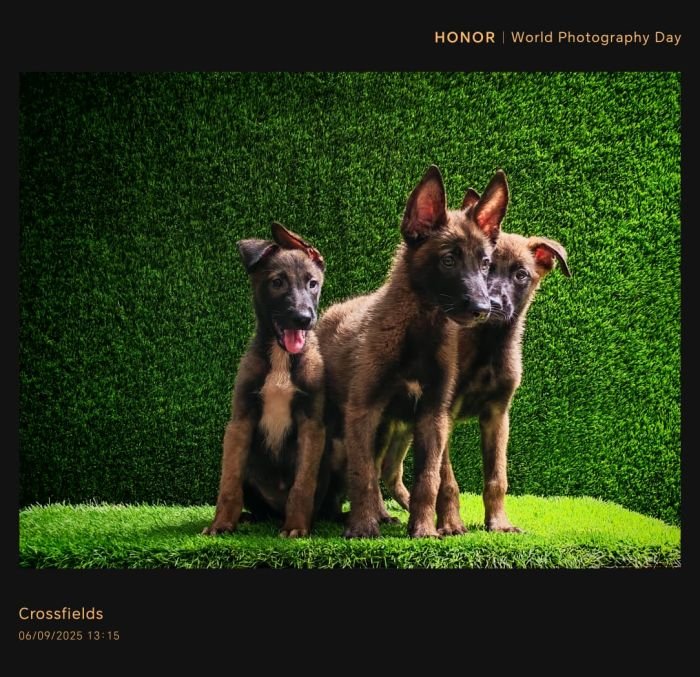 DogsIndia.com  Belgian Malinois  Crossfield's Kennel