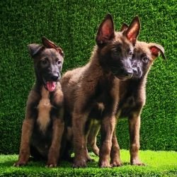 DogsIndia.com  Belgian Malinois  Crossfield's Kennel