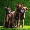 DogsIndia.com  Belgian Malinois  Crossfield's Kennel