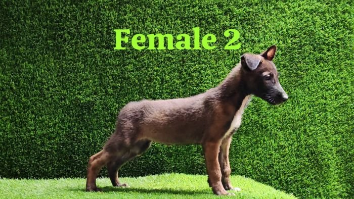 DogsIndia.com  Belgian Malinois  Crossfield's Kennel